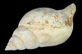 Pliocene Gastropod (Fasciolaria) Fossil - Florida #148579-1